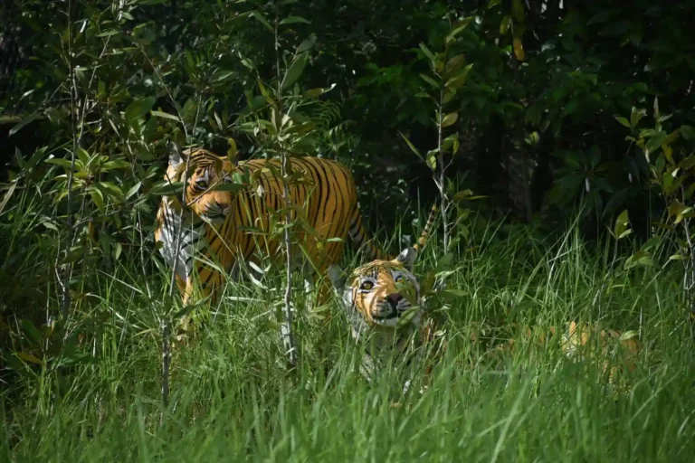 Tiger in Sundarban
