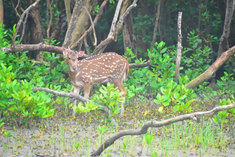 Sundarban Wildlife