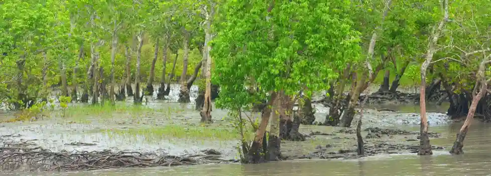 1 Day Sundarban Tour Package