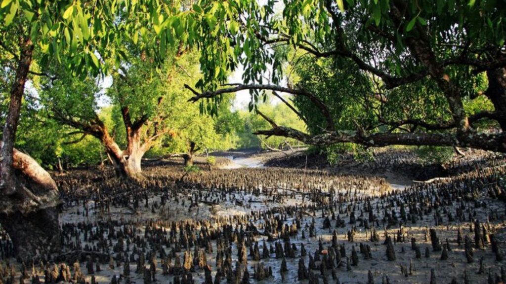Sundarban One-Day Tour is a Paradise for Photographers