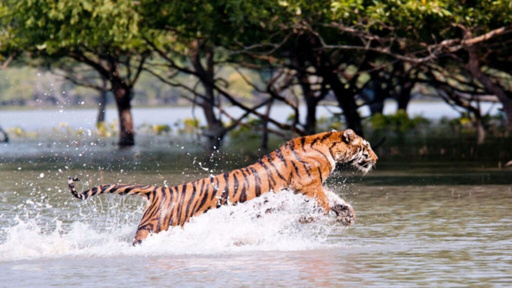 Discover Sundarban Netidhopani Watch Tower A Simple Guide