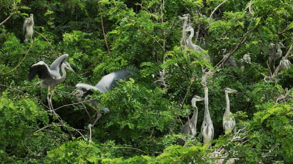 Sundarban Safari Expectations and Preparation