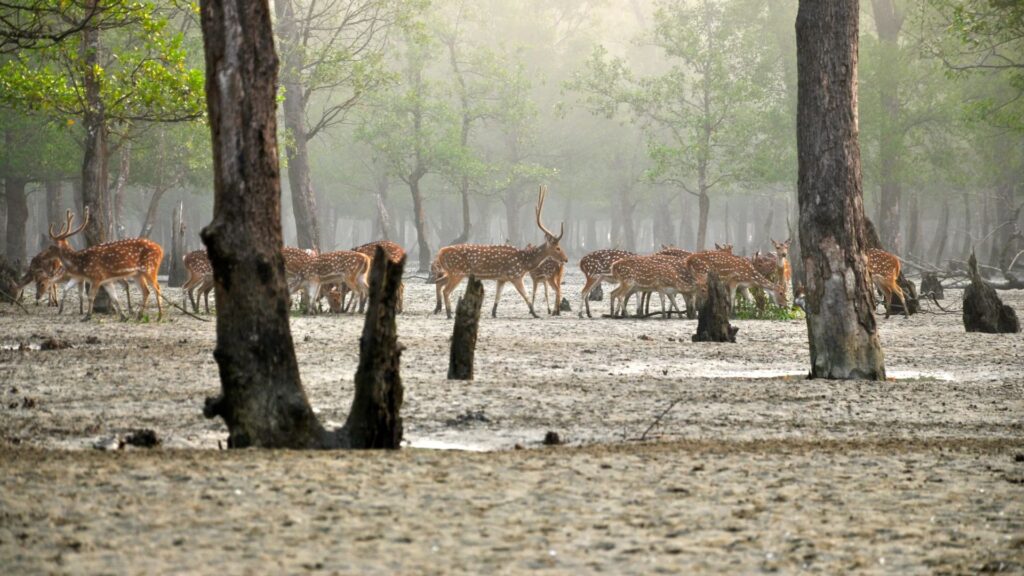 Why Winter is the Best Time to Visit Sundarban