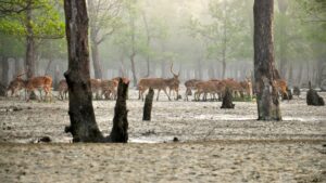 Why Winter is the Best Time to Visit Sundarban