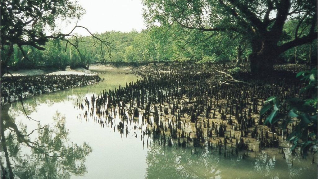 Monsoon Magic Visiting Sundarban during the Rainy Season