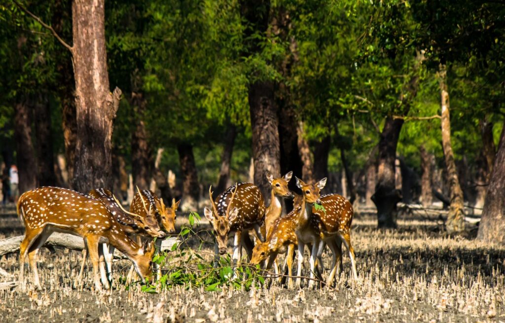 Exclusive Forest Tour In Sundarban- What To Expect?