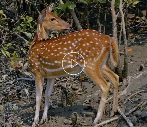 Sundarban Deer