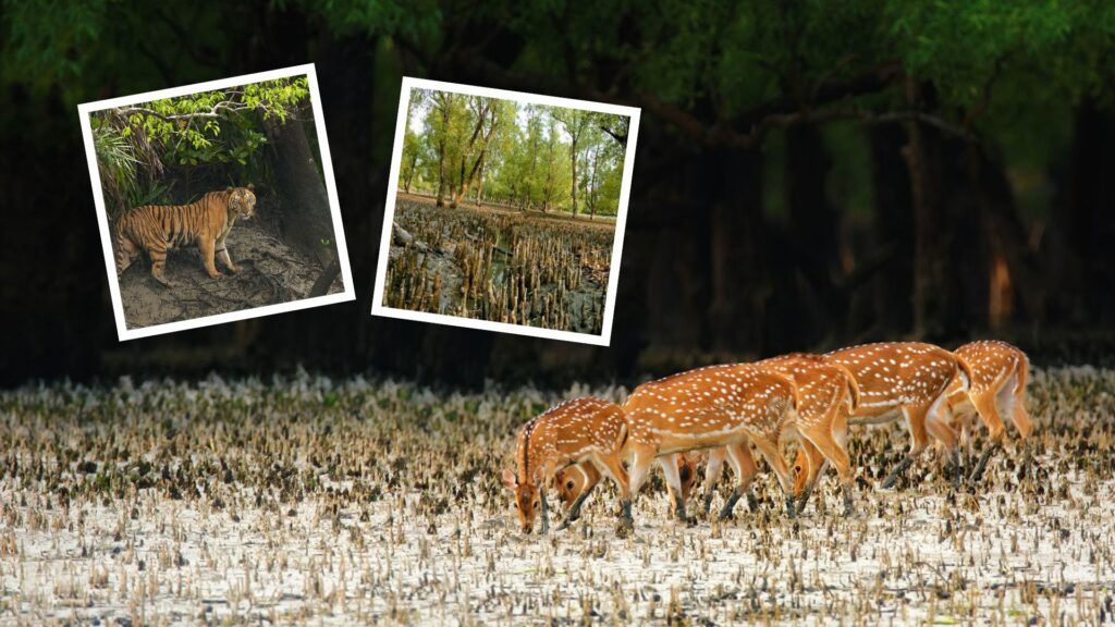 Sundarban Tour Package from Kolkata Where Adventure Meets Luxury