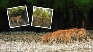 Sundarban Tour Package from Kolkata Where Adventure Meets Luxury