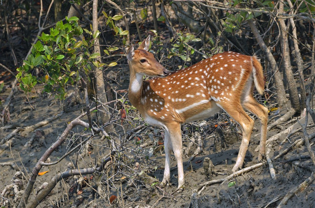 Top 10 Reasons to Book a Sundarban Tour Package