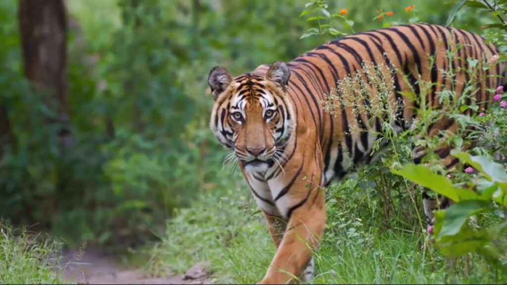 The Cultural Heritage of Sundarban