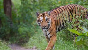 The Cultural Heritage of Sundarban
