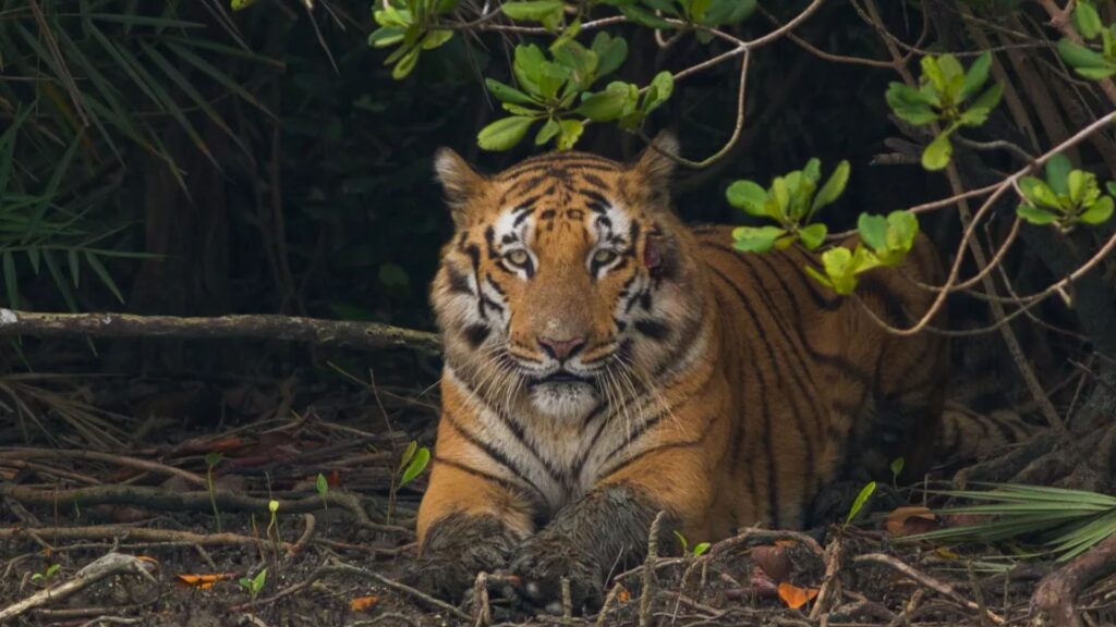 Why You Must Visit Sundarban National Park