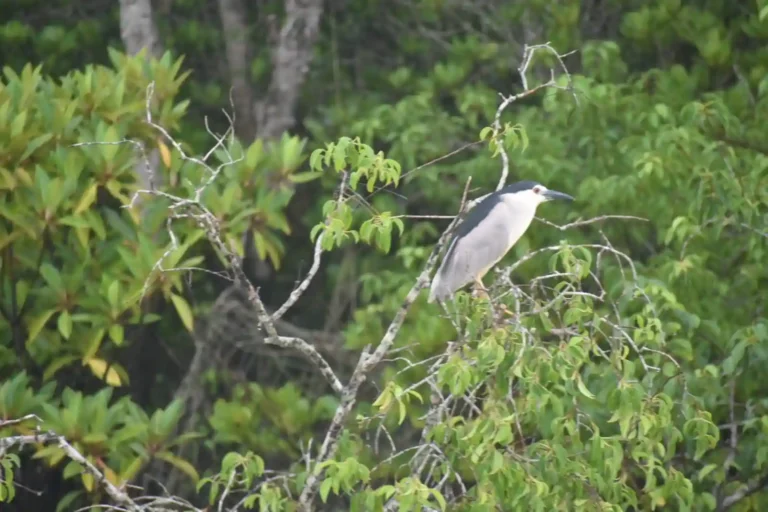 Birds in Sundarban
