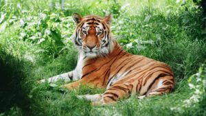 Top 10 Sundarban Tour Operators