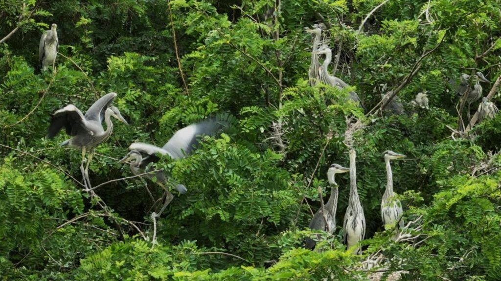 Sundarban Safari Expectations and Preparation