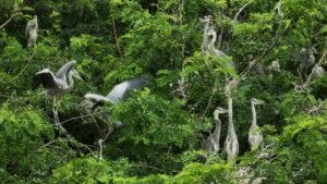 Sundarban Safari Expectations and Preparation
