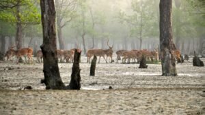 Why Winter is the Best Time to Visit Sundarban