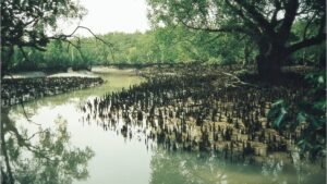 Monsoon Magic Visiting Sundarban during the Rainy Season