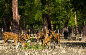 Exclusive Forest Tour In Sundarban- What To Expect?