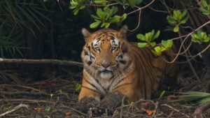 Why You Must Visit Sundarban National Park