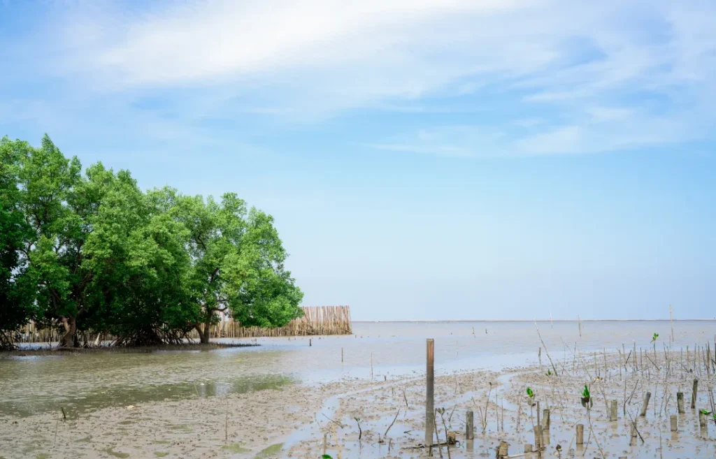 Beauty of Sundarban West Bengal Tourism with Sundarban National Tourism