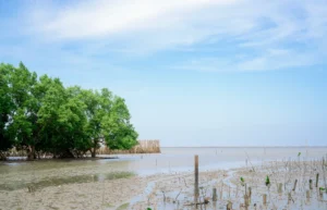 Beauty of Sundarban West Bengal Tourism with Sundarban National Tourism